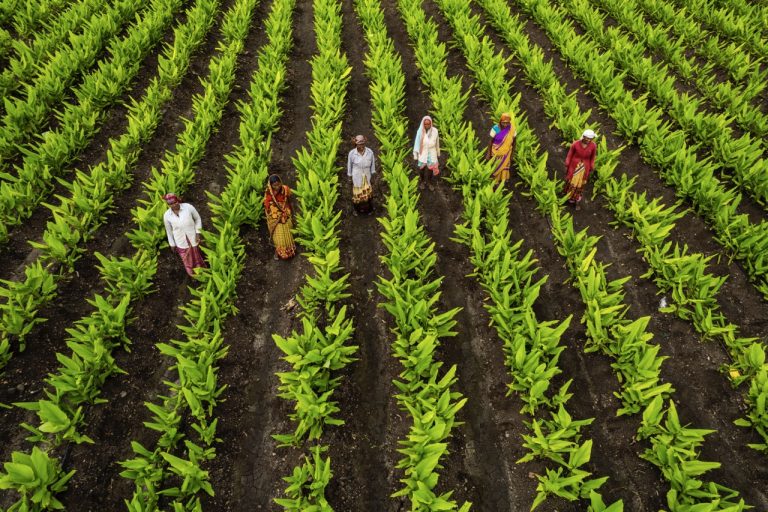 How Sharecropping Promotes Collaborative Innovation in Farming