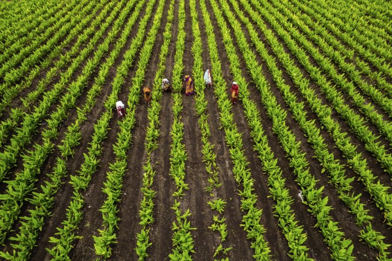 The Role of Regenerative Practices in Soil Carbon Sequestration